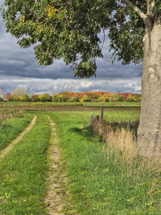 Baum auf einer grünen Wiese