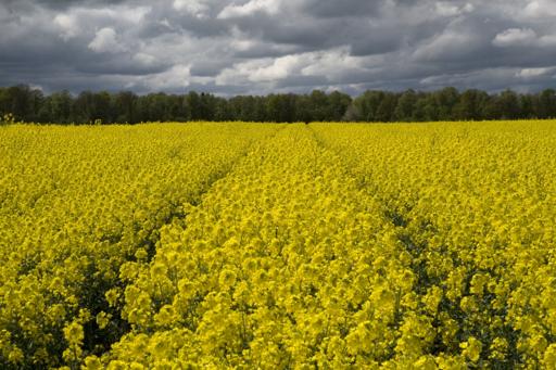 Gelb blühendes Rapsfeld